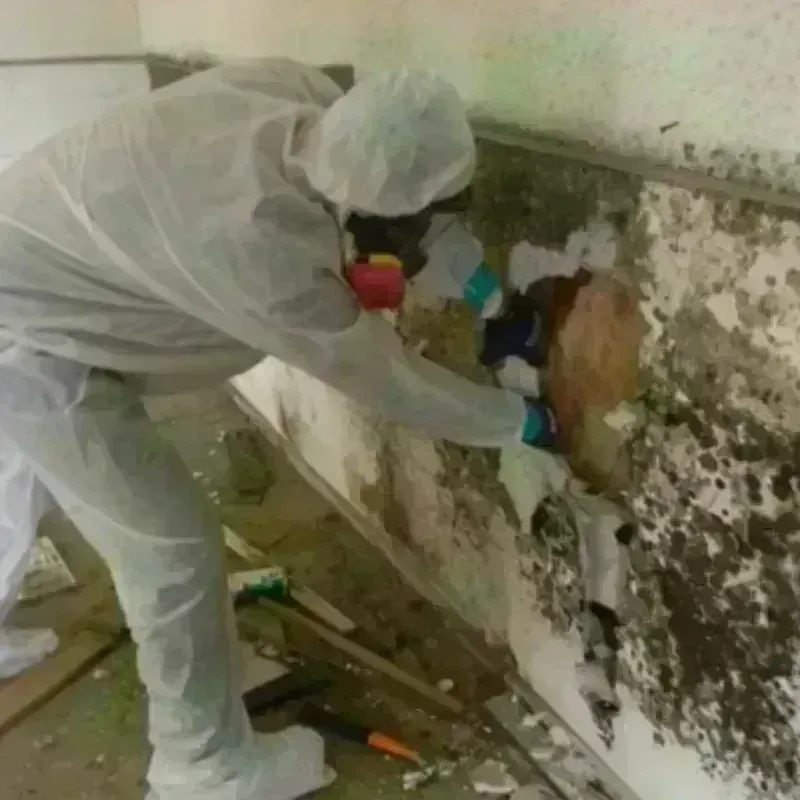 Mold Remediation and Removal in Wilder, VT